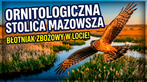 Z Ornitologicznej Stolicy Mazowsza